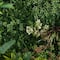 38" Framed Madagascar Forest Artificial Living Wall Art Panel
